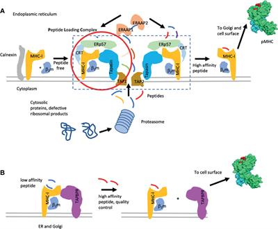 Chaperones and Catalysts: How Antigen Presentation Pathways Cope With Biological Necessity